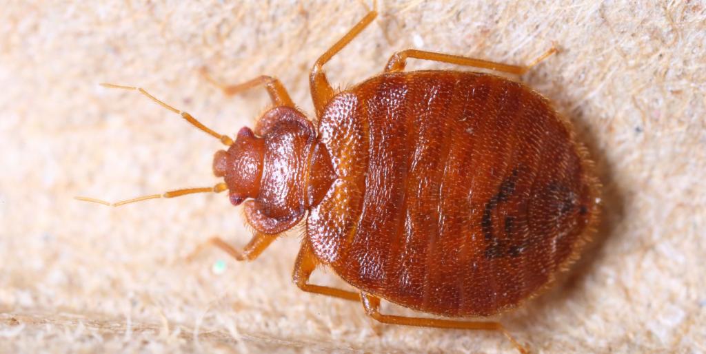 How to Get Rid of Bedbugs Fast - Best Way to Kill Bed Bugs