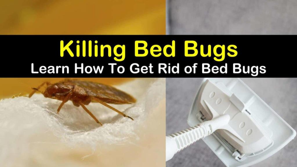 22+ Highly Effective Ways to Get Rid of Bed Bugs