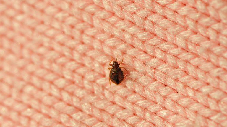 How to get rid of bed bugs fast - using the best products and home remedies | Real Homes