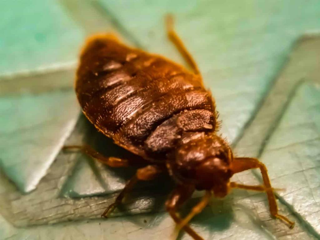 How to Get Rid of Bed Bugs Fast & Permanently: The Ultimate Guide (2022)