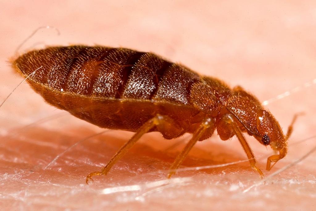 2 Ways to Get Rid of Bed Bugs (With Bonus Bed-Bug Facts) - Dengarden