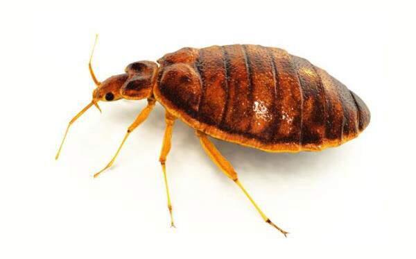 Bed Bugs | Insect Facts | Adams™