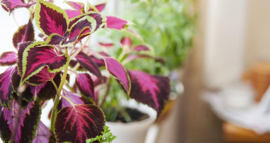 How To Overwinter Coleus And Other Plants Indoors - Farmers' Almanac