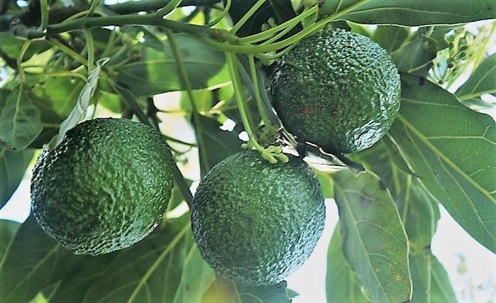 How To Grow An Avocado: Fruit Of The Gods! ⋆ Edible Backyard