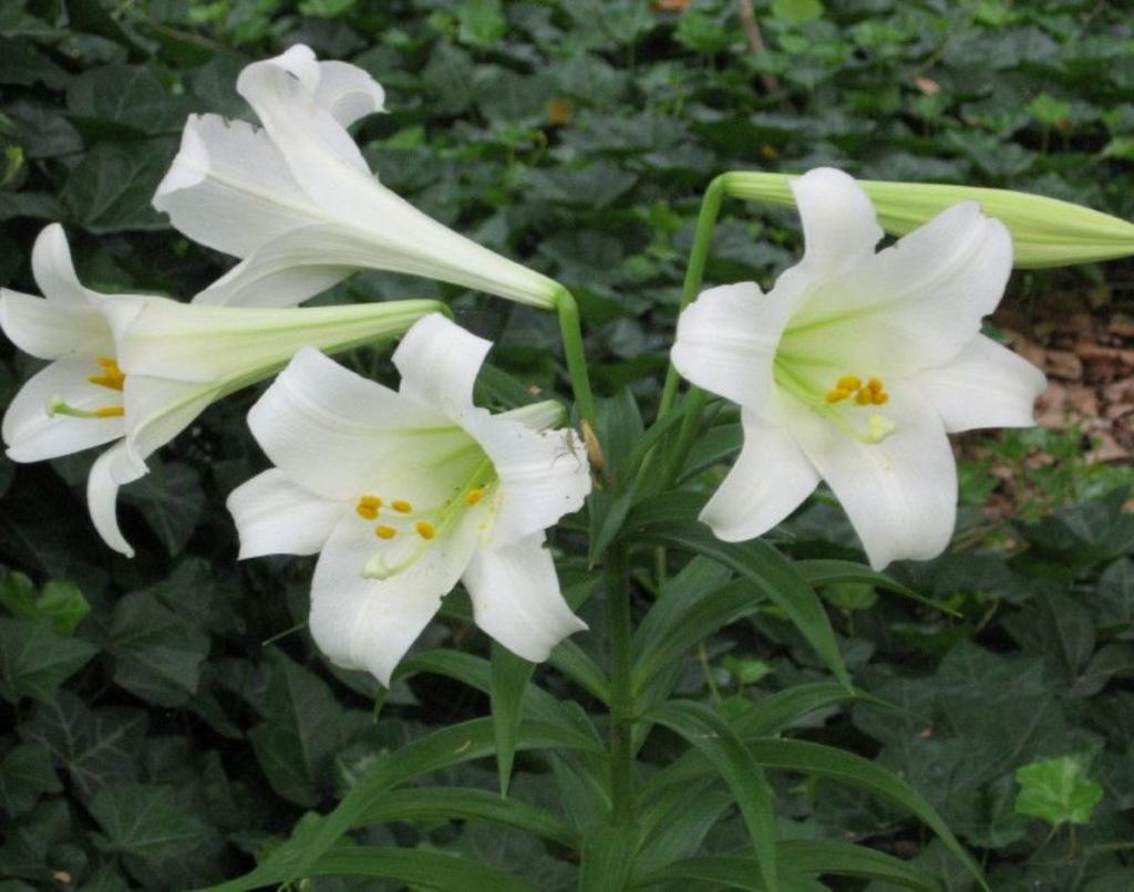 How to Plant, Transplant, and Grow Easter Lilies - Dengarden