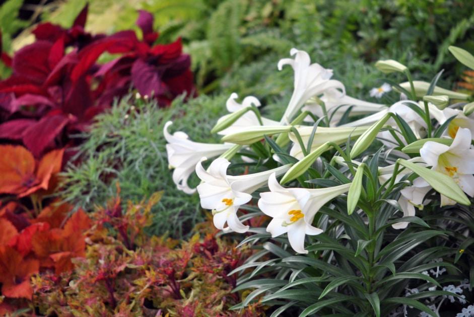 How To Care For Your Easter Lily - Farmers' Almanac