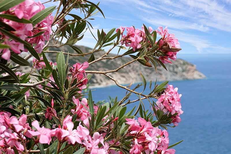 How to Grow and Care for Oleander Shrubs | Gardener's Path