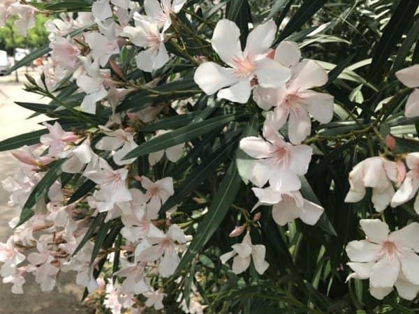 How to Grow Oleander - Gardening Channel