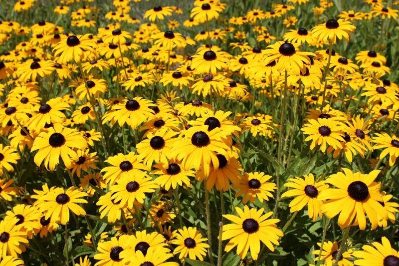How To Prune Black Eyed Susans In The Fall - Krostrade