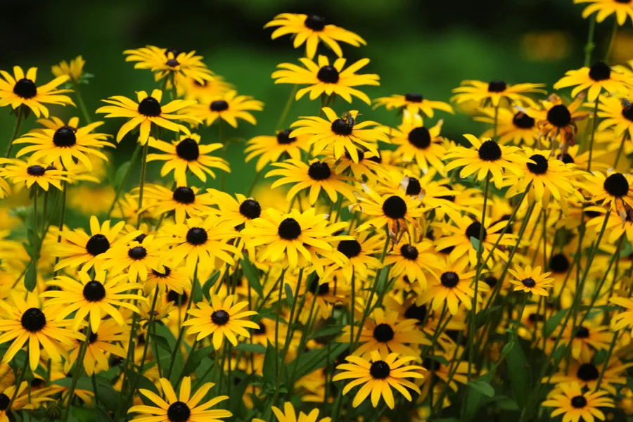What To Do With Black Eyed Susan In The Fall, How To Cut Back & Divide
