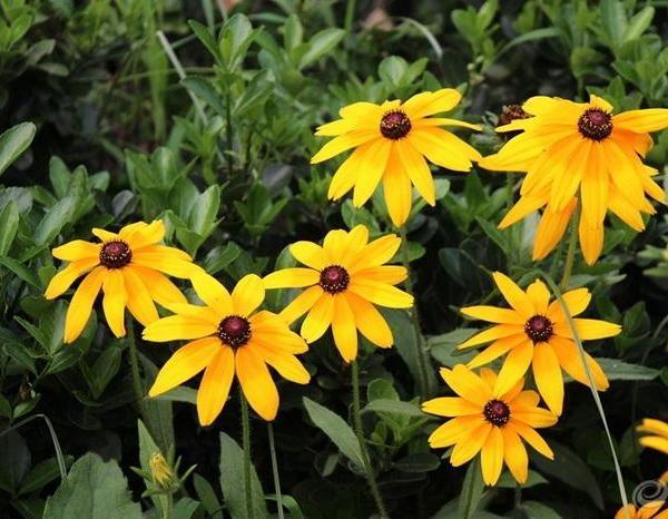 How to Cut Back Black-Eyed Susans - Miss Chen - Garden Manage - cuidado de las plantas, jardín de pusadee, flor
