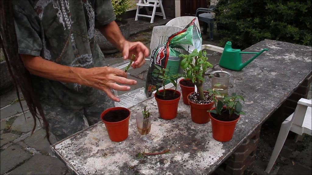 How to prune Impatiens and get cuttings. - YouTube
