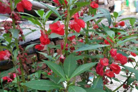 How to prune impatiens, what season can be pruned? - The Plant Aide
