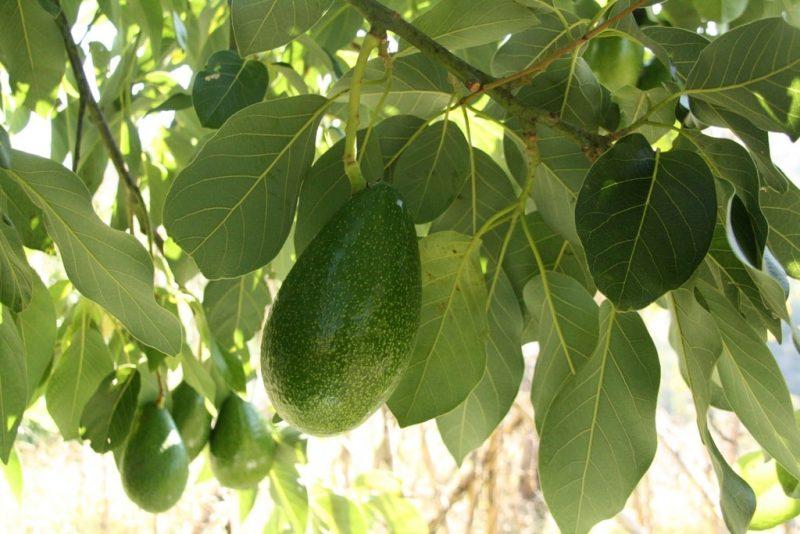 How to Start an Avocado Farm: 4 Things to Remember - Krostrade
