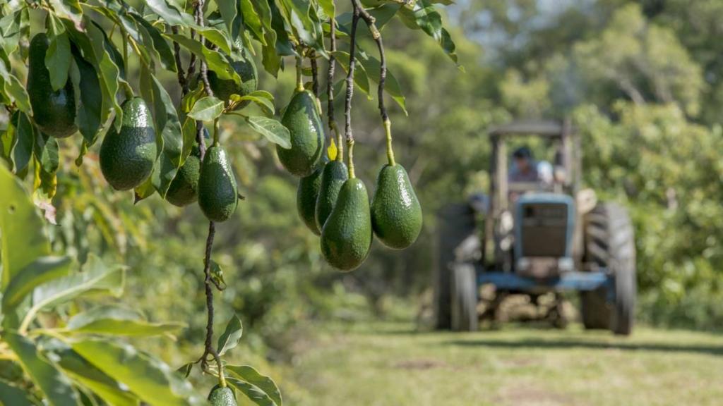 Starting An Avocado Farming Business In Zimbabwe | StartupBiz Zimbabwe