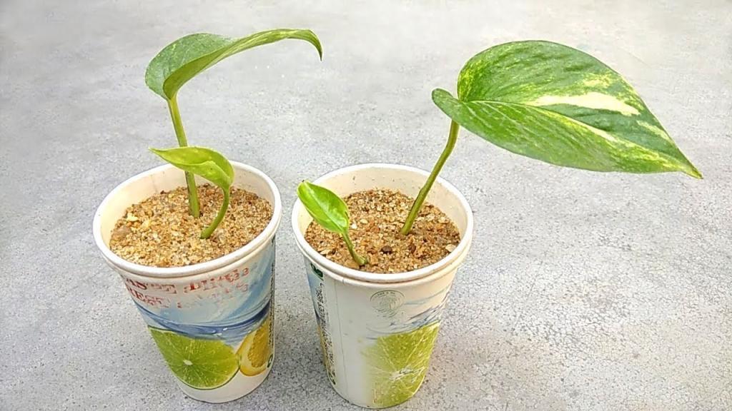 Grow money plant easily in sand | Grow indoor plants - YouTube