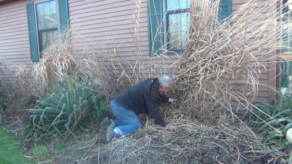 How to take care of Ornamental Grass in spring garden - YouTube