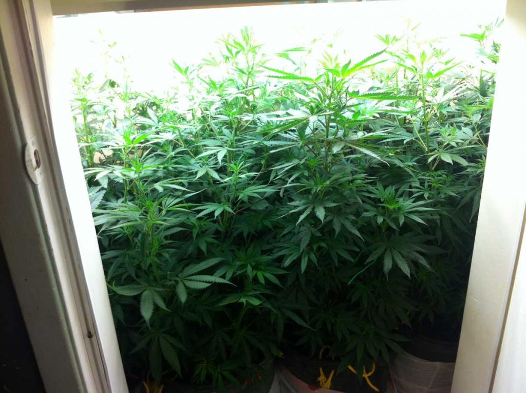 Help! My Plants Are Growing Too Tall | Grow Weed Easy