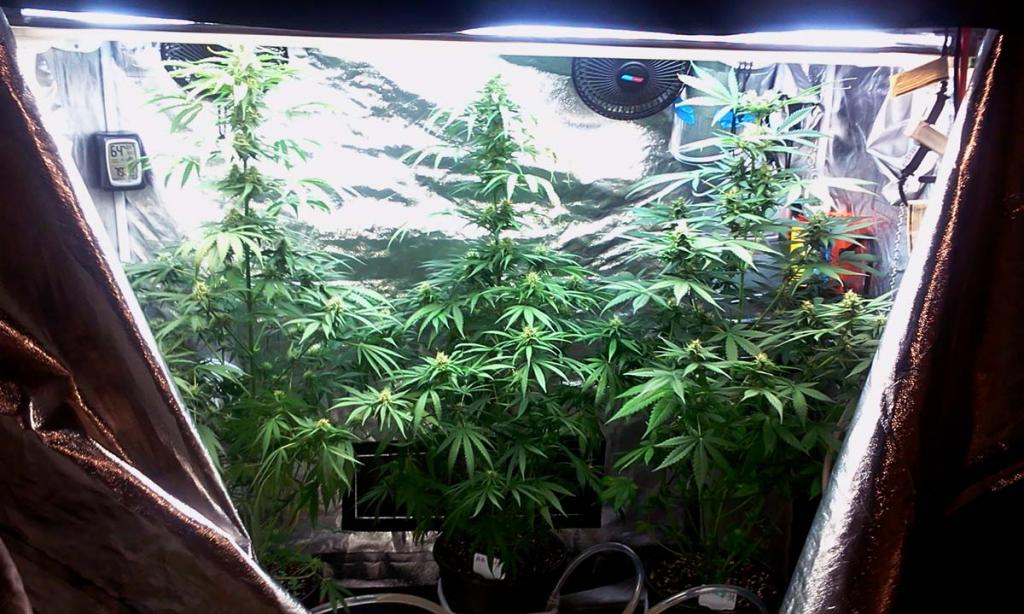 Help! My Plants Are Growing Too Tall | Grow Weed Easy