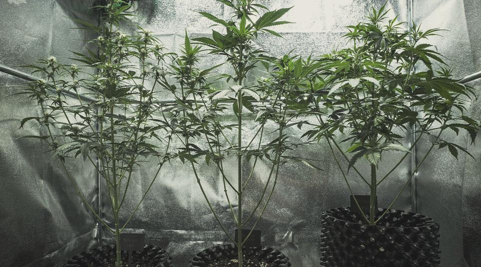 My Cannabis Plants Are Growing Too Tall: What Should I Do? - RQS Blog
