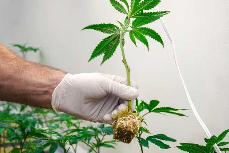 Cloning Marijuana Plants: Here's How You Do It | The Cannigma
