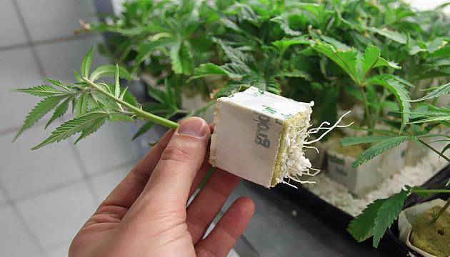 How To Clone Cannabis Plants - Herbies