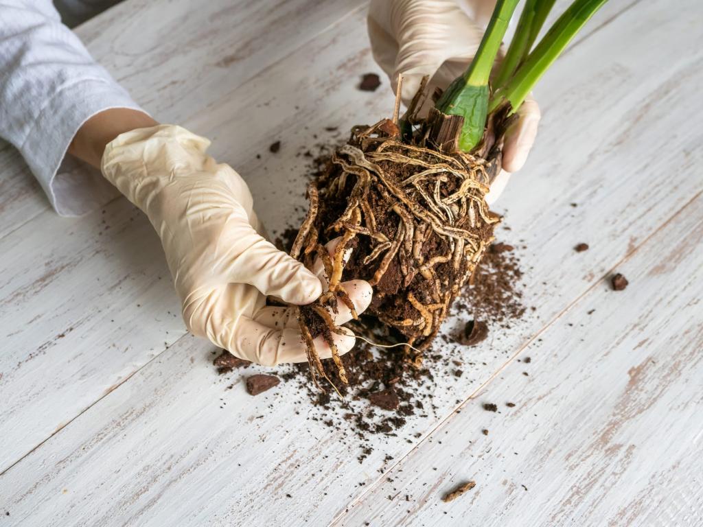 Root Rot on Plants: How to Identify and Treat It