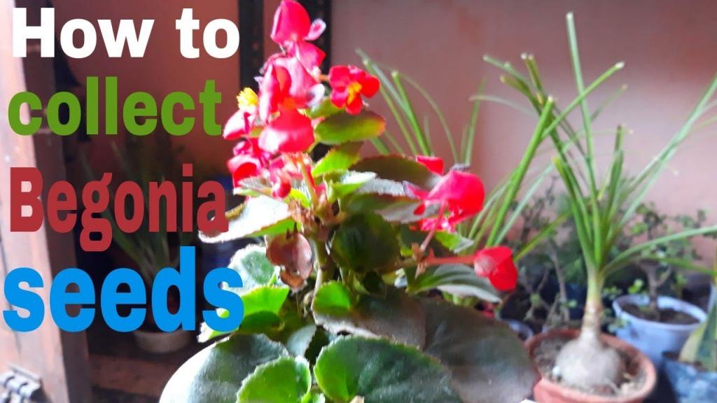 How to collect Begonia seeds (Hindi) - YouTube
