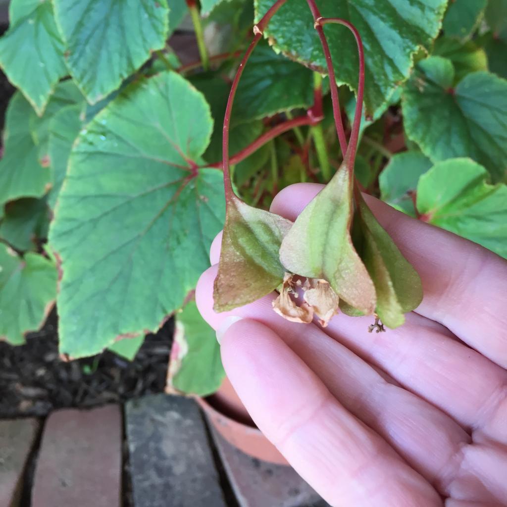 Lisa Earthgirl – Gardening Tips and Helpful Advice » Collecting seeds