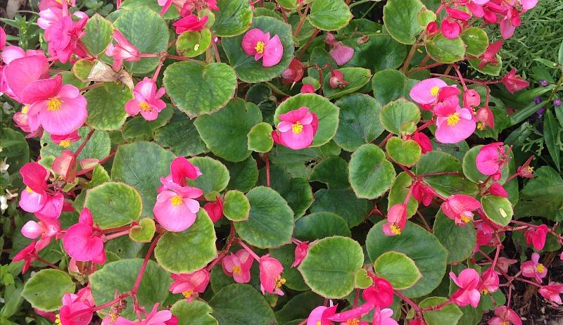 Start Begonias From Seed With These Tips & Tricks - Hobby Farms