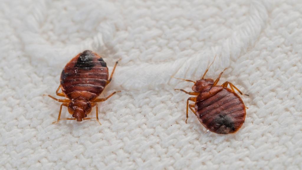Here's Why People Say 'Don't Let The Bedbugs Bite' | HuffPost Life