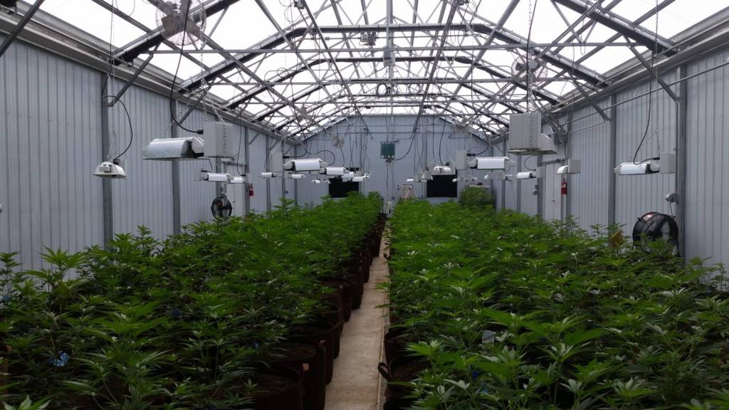 Transitioning to Cannabis - Greenhouse Product News