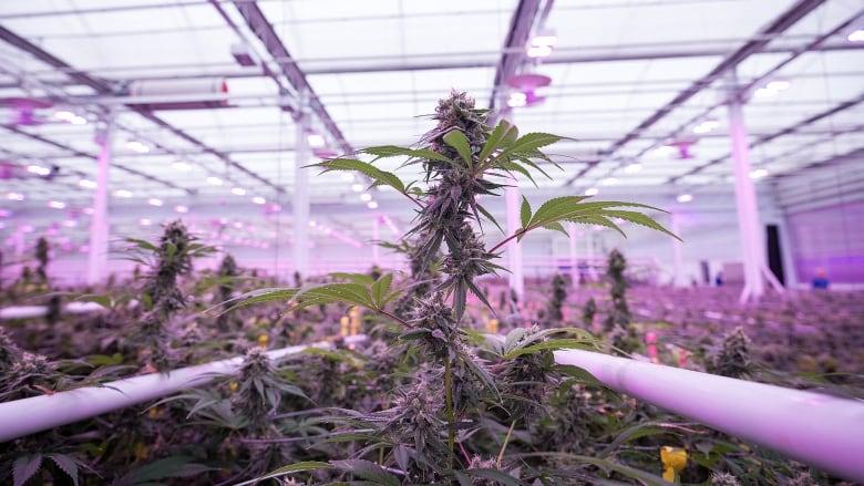 Why grow food when you can grow weed? Farmers face a difficult choice as legalization looms | CBC News