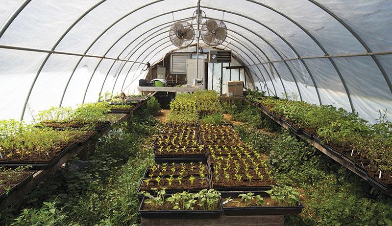 6 Tools for the Perfect Greenhouse Temperature - Hobby Farms