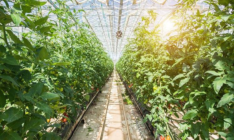 The Ideal Greenhouse Temperature For Growing Plants