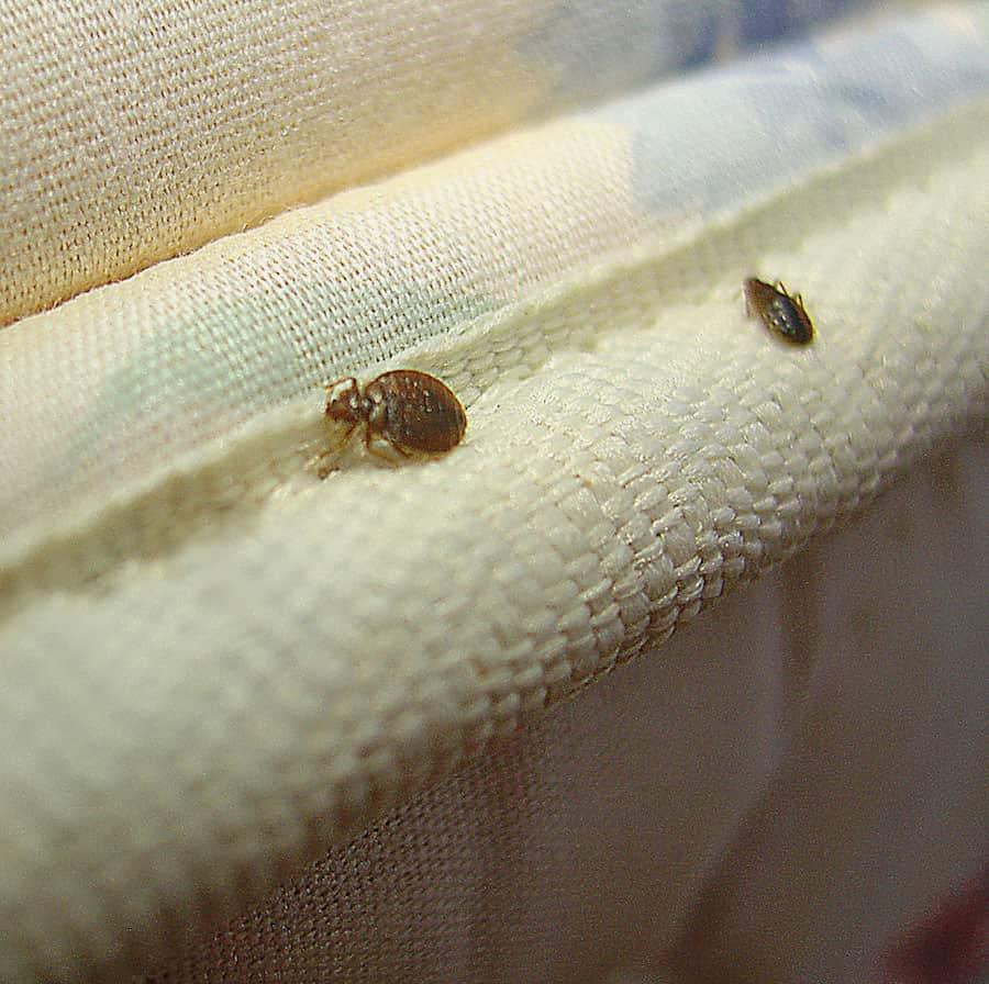 When Do Bed Bugs Come Out To Feed? - PestSeek