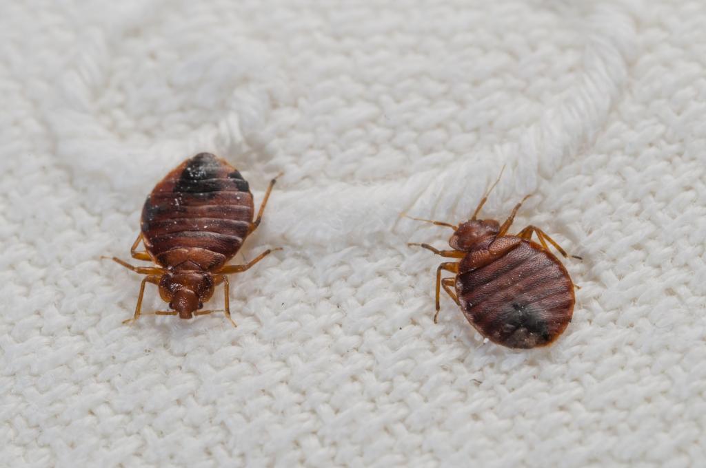 Facts About Bedbugs: When They Come Out & How to Find Them During the Day