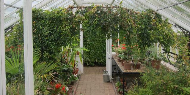 Growing Vegetables in Greenhouses - lovemy.garden