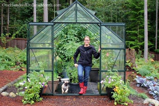 Growing Vegetables in a Greenhouse - Harvesting Tomatoes - One Hundred Dollars a Month