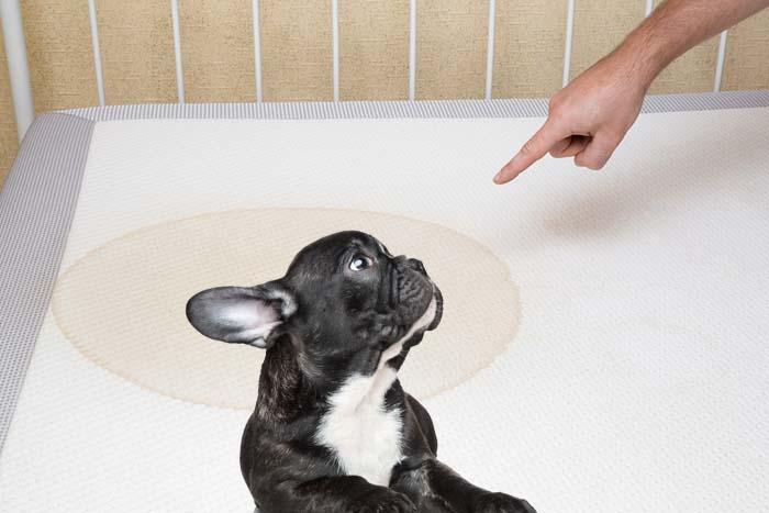 5 Tips on How to Get Dog Pee Out of Mattress