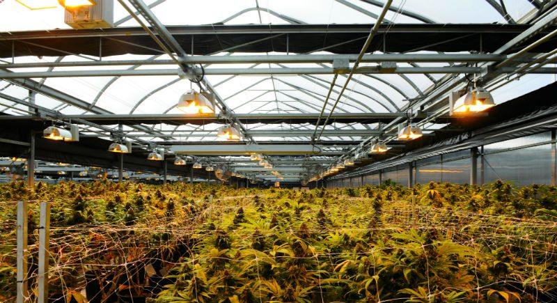 How to Build a Greenhouse for Cannabis Production - Greenhouse Product News