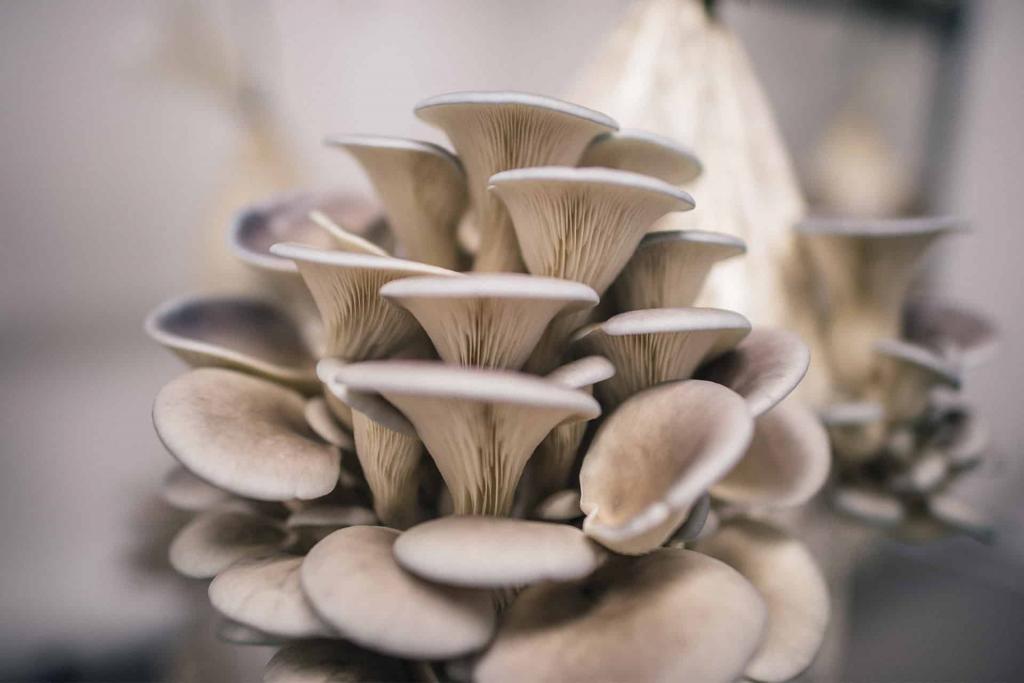 How To Grow Oyster Mushrooms: The Ultimate Step By Step Guide - GroCycle
