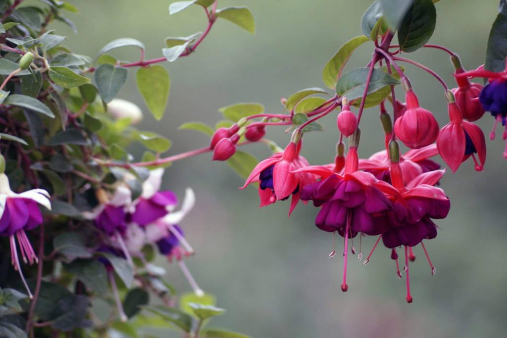 How To Grow The Fuchsias In A Greenhouse - Krostrade