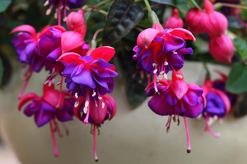 How to Grow Fuchsia as an Indoor Houseplant | Gardener's Path