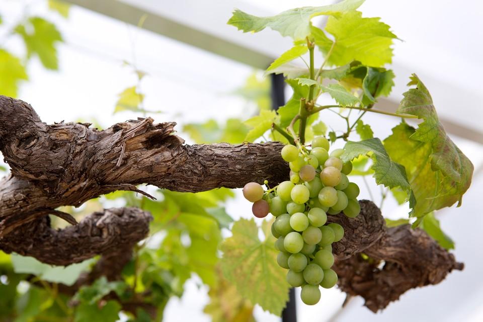 How to Grow Grapes - BBC Gardeners World Magazine