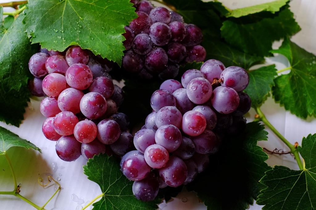 How To Grow Grapes In a Greenhouse - Access Garden Products