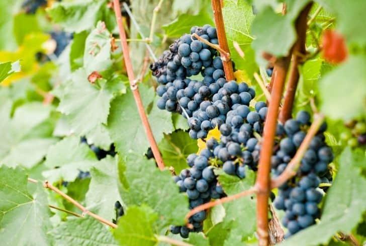 Can Grapes Be Grown Indoors (Step-by-Step Guide)? - Conserve Energy Future