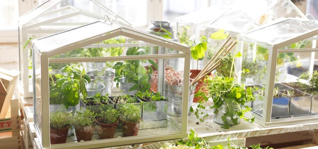 Grow Fresh Herbs & Veggies Indoors with a Tabletop Greenhouse « Food Hacks :: WonderHowTo