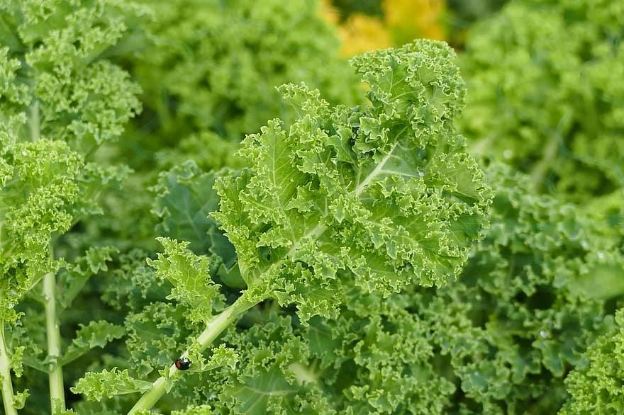 How to Plant Kale in a Greenhouse in Indiana - Krostrade