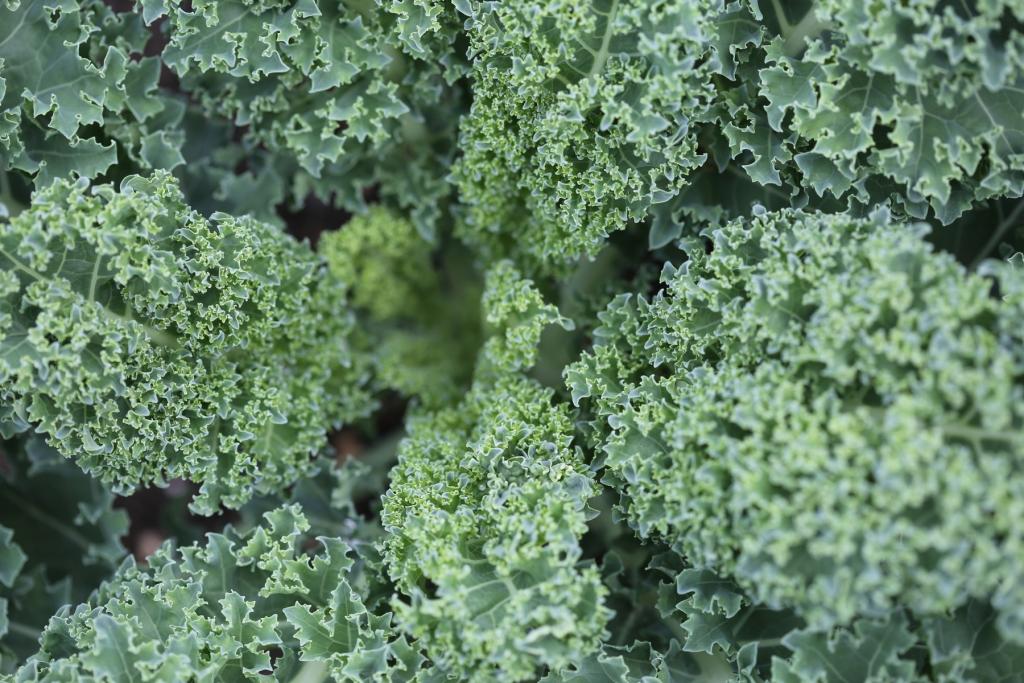 How To Grow Kale In Greenhouse Successfully - Krostrade